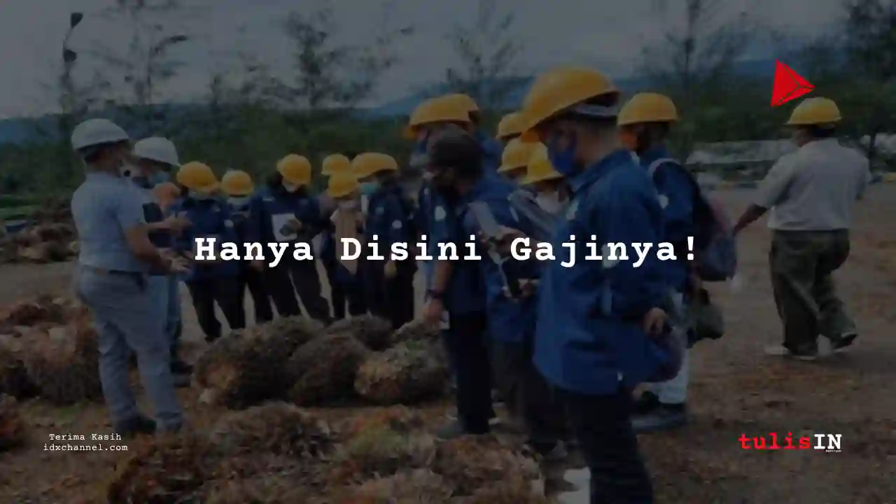 Berapa Gaji Pemupukan Sawit Perkebunan Kelapa Sawait 2025?